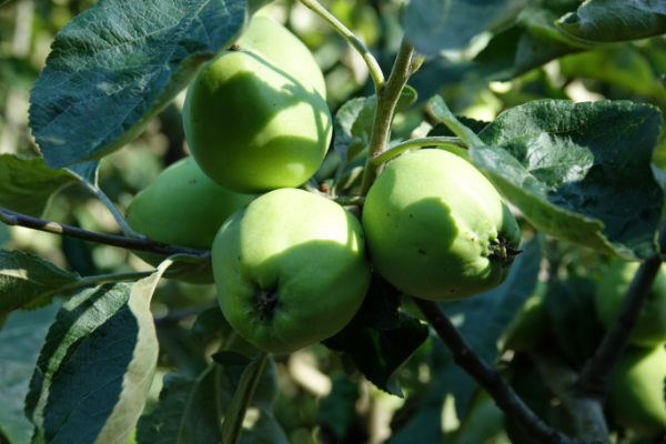 appels aan de boom